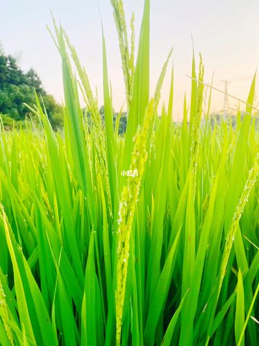门前禾苗已出稻穗 绿油油一大片_家装_花艺_家居_家居