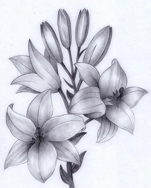 百合花揭阳 |                                              设计