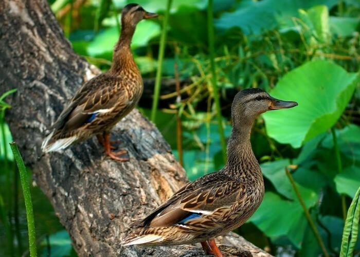 野鸭子几个月下蛋