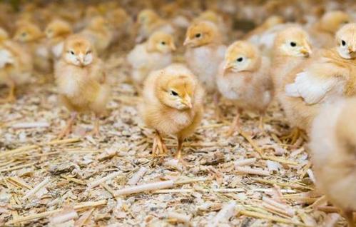 小鸡吃什么药预防生病?