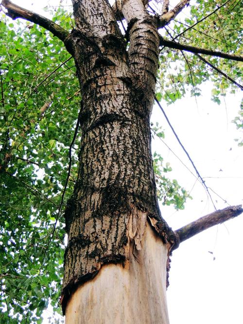 描述:人怕伤心(照片里有-个真实故事)笑夕阳摄