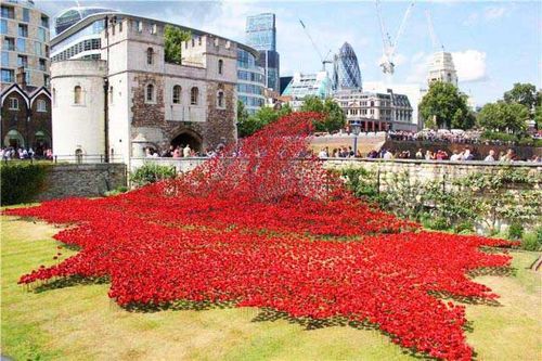 英国伦敦塔的红色罂粟花海
