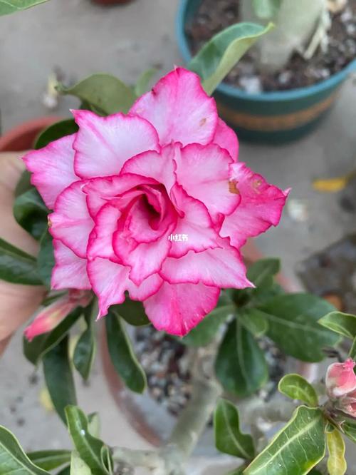 沙漠玫瑰_沙漠_流金岁月_碧螺春_沙漠玫瑰_家居家装_家居装饰_花艺