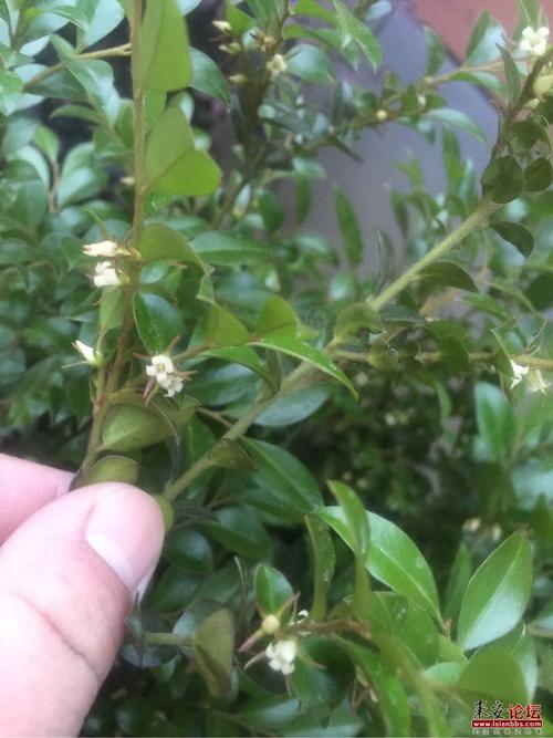 小叶紫檀开花了!