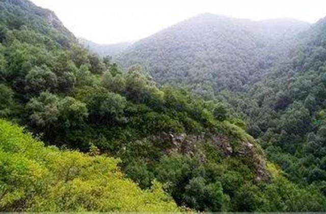 紫荆山