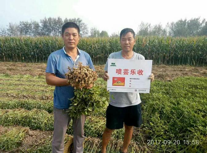 芸乐收在花生上的应用效果小李庄