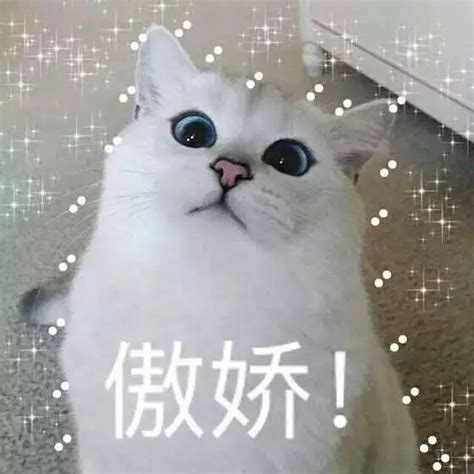 猫咪表情包 萌猫可爱表情带字的图片 _可爱,动漫图片