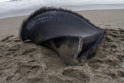 散落在海岸上的鲸须板(baleen plates),是须鲸滤食的构造.