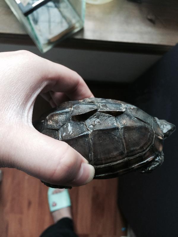 我家乌龟是换壳还是生病了?