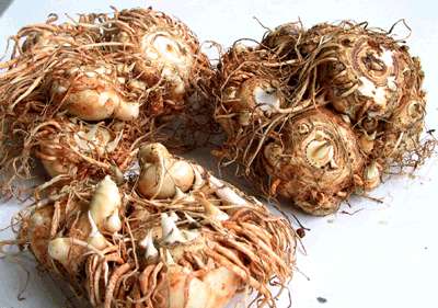 马蹄莲的种球图片库