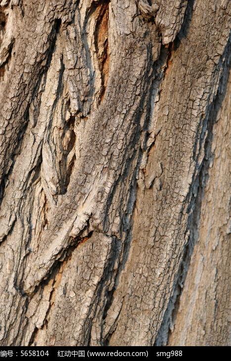 玉渊潭柳树树皮纹理