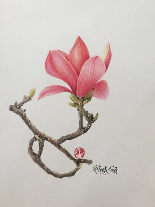 彩铅花卉# (作者:@超超的青葱)