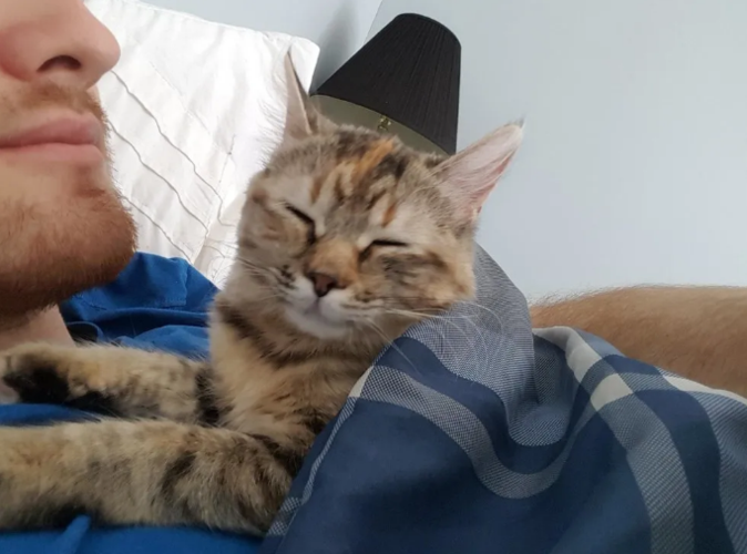 猫咪特别粘人,每天闹钟一响就要趴在主人身上睡觉,真是甜炸了