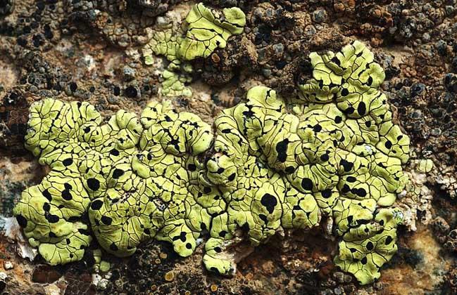 石花的药用选方