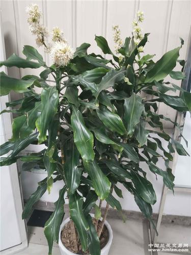 办公室香龙血树开花了,整个办公室都是香的,真