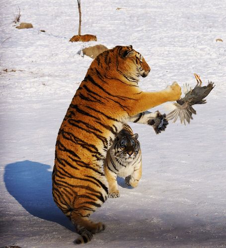 老虎抓住鸟了,老虎厉害吗?