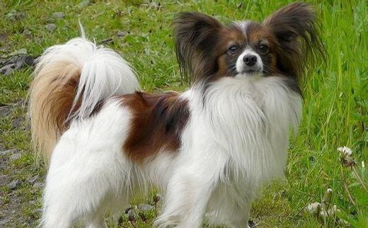 蝴蝶犬能长多大