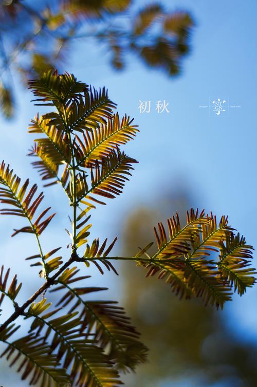 金色和蓝色的对比是这个初秋的标准色彩.