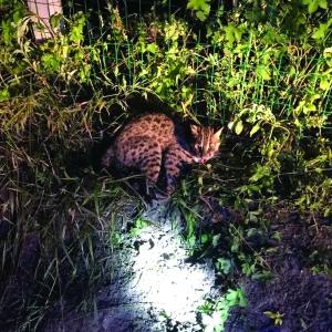 豹猫咬死几千只鸡但捕杀违法咋办