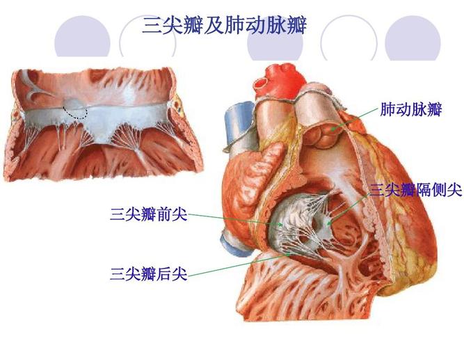 三尖瓣及肺动脉瓣 肺动脉瓣 三尖瓣隔侧尖 三尖瓣前尖 三尖瓣后尖