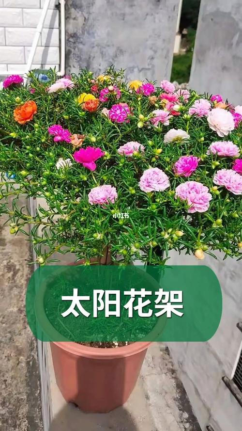 太阳花也可以做成棒棒糖哦～_太阳花_棒棒糖