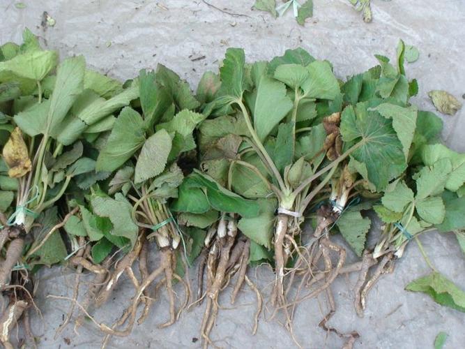 鲜防风叶营养成分