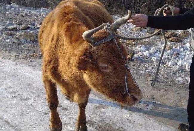 屠宰养活10年的老黄牛后夜里听到屋外传来奇怪的叫声