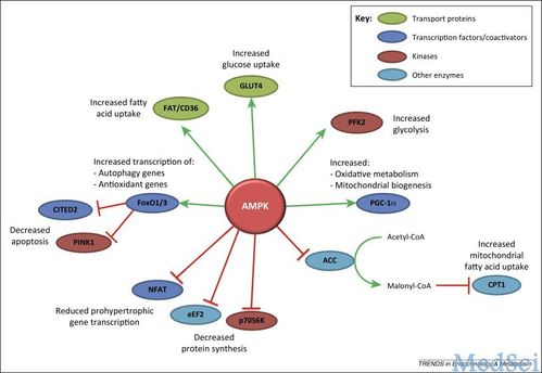 trendsendocrinmet心衰的救世主ampk