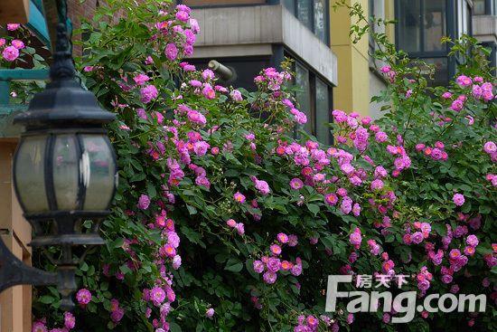 蔷薇花的养殖方法 教你蔷薇花怎么养