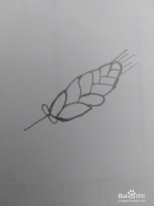 简笔画不一样的麦穗