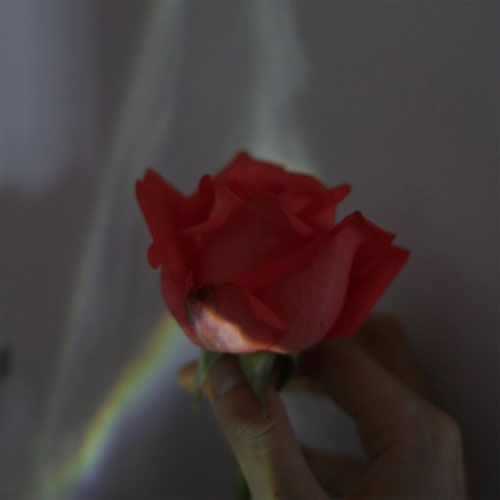 唯美意境玫瑰花头像图片,一支玫瑰花图片唯美意境伤感