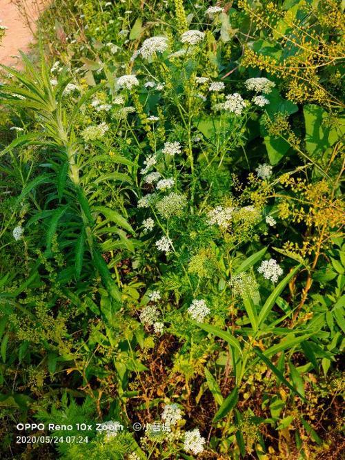 几乎遍及全国各地的蛇床子