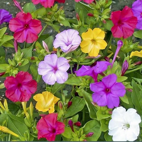 花卉种子紫茉莉种子混色 阳台庭院种植花籽地雷花胭脂