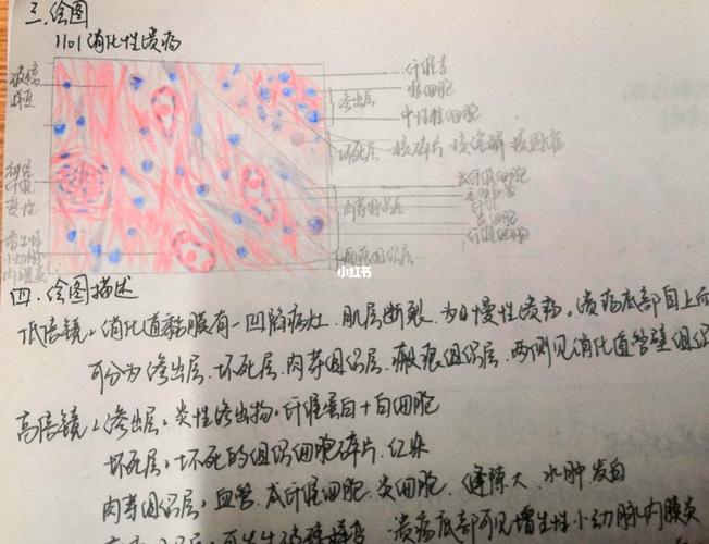 病理学红蓝铅笔绘图分享_铅笔_医学生_教育_教育其他