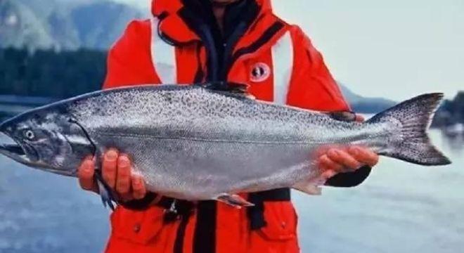 国宝级三文鱼新西兰帝王鲑亮相杭州全球产量不到1这7天在绿辣可以无限