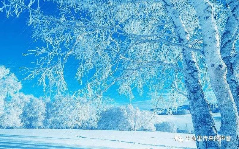 雪花飘飘
