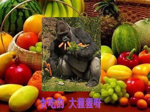 中班课件 贪吃的大猩猩ppt