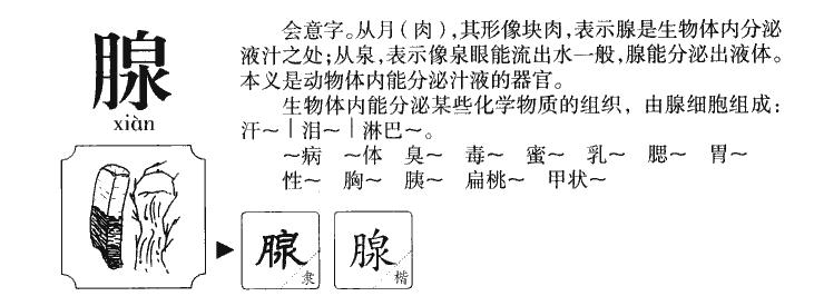 腺拼音|腺怎么读|腺部首|腺意思-作文选字典网