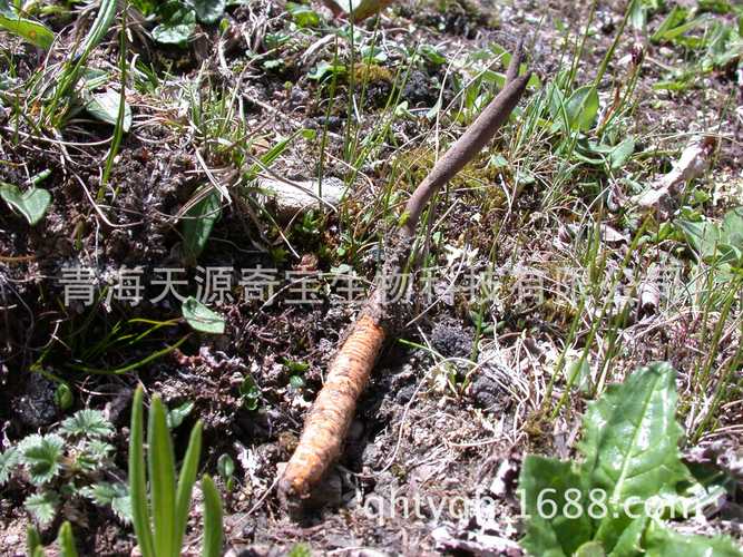 精品冬虫夏草 青海精品虫草 青海玉树虫草