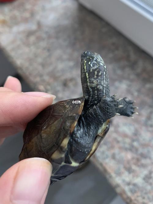 乌龟腐皮_乌龟_宠物_宠物其他