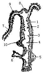 水螅纵切面示意图简笔画