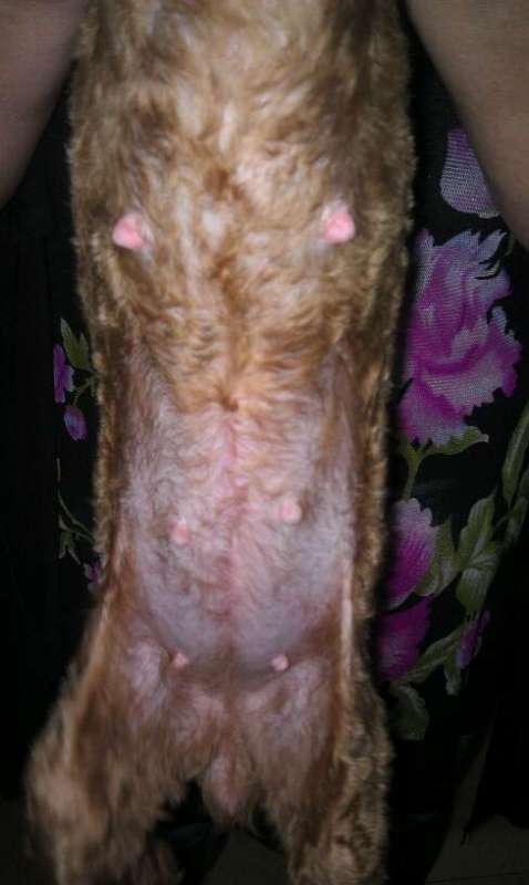 8开始发情的,为此我还特地把家里的公狗寄养到朋友家.