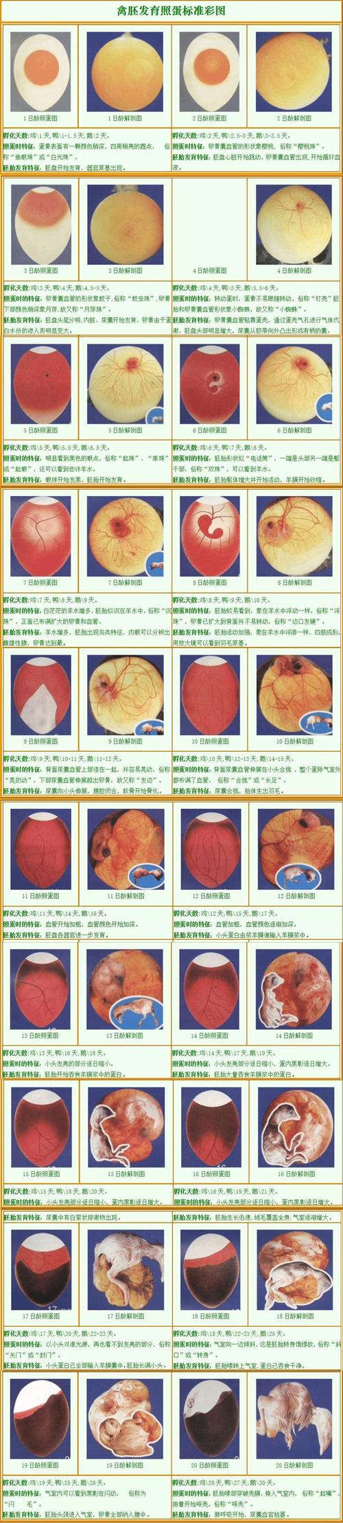 孵化专用照蛋器适合各种蛋led冷光验蛋器不发热寿送照蛋彩图
