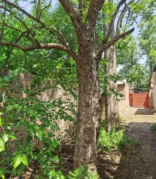 乡愁就是那硕果累累的红枣树,还有我们曾经住过的老屋