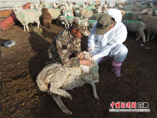 肃南县皇城镇农牧技术服务站实现布病检疫全覆盖