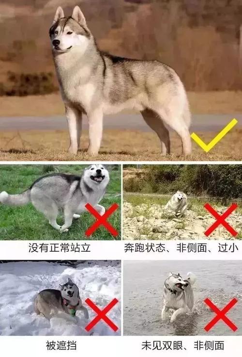 【敲黑板】线下&微信免费办理养狗证攻略,拿走不谢