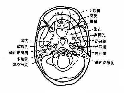 (一)颏顶位(颅底位)