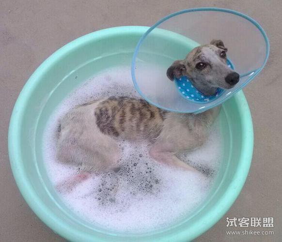 狗狗真菌康药浴