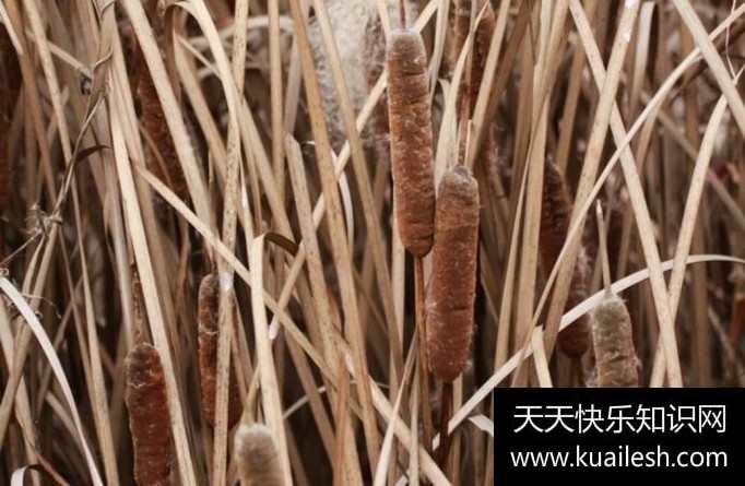 毛蜡烛的使用方法