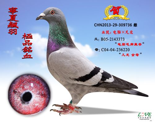 种鸽                    编 号: 319522                鸽 名: 种鸽